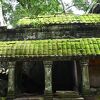 巨木に覆われたタプロム寺院