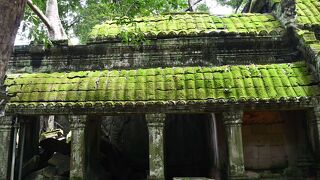 巨木に覆われたタプロム寺院