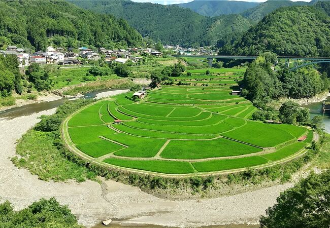 あらぎ島の棚田