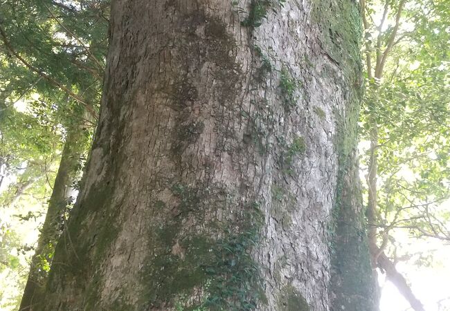 高原熊野神社