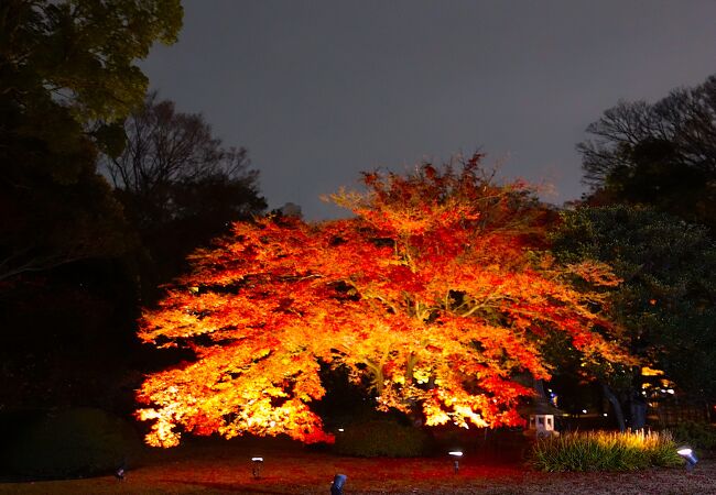 春の桜も良いが秋の紅葉も良い