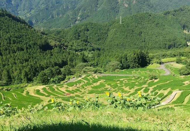 丸山千枚田