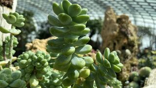 多肉植物の宝庫