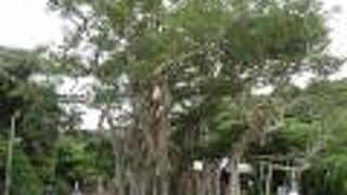 於斉のガジュマル