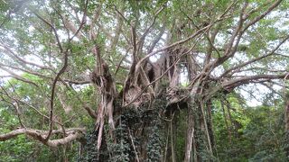 武名のガジュマル