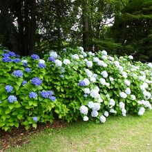 いこいの広場　紫陽花が見頃でした