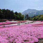 とても綺麗な芝桜