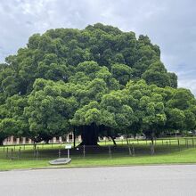 国立成功大学