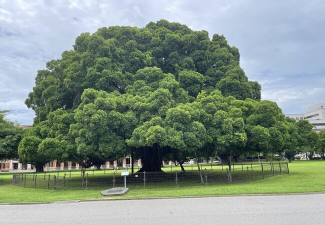 大きなツリー