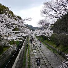 桜の頃のインクライン