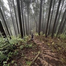 キリのある森の中を歩くのは心が洗われる感があって好きです