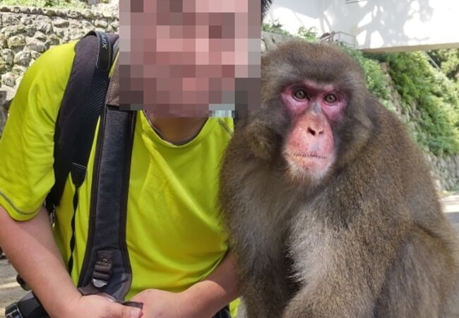 高崎山自然動物園史上初ツーショット撮影ができるお猿さん