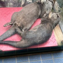 水族館内のコツメカワウソ