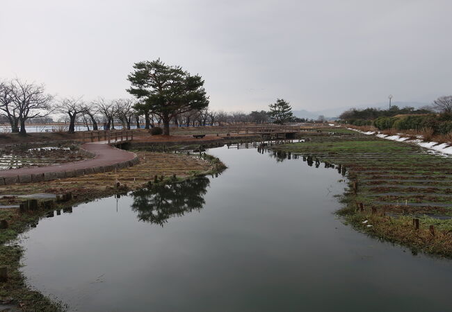 瓢湖あやめ園