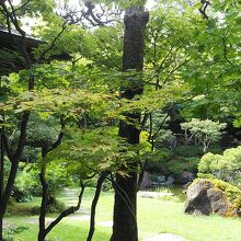 モミジが多く綺麗です