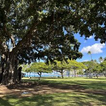 緑がいっぱいのビーチ