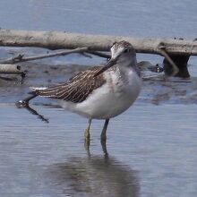 コアオアシシギ