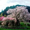 本郷の滝桜 又兵衛桜