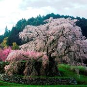 有名な桜の花の写真スポットです