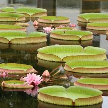 草津市立水生植物公園みずの森