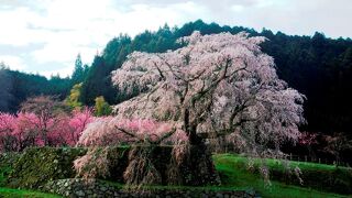 本郷の滝桜 又兵衛桜