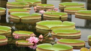 草津市立水生植物公園みずの森