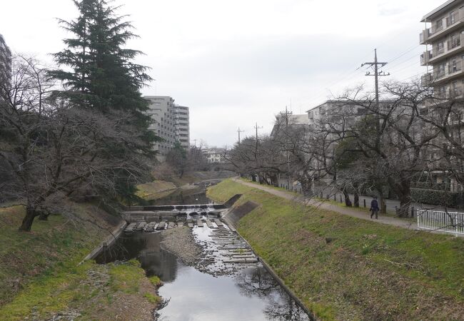 霞川の桜堤(豊高橋～新霞橋～大和橋)