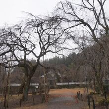 清雲寺のしだれ桜