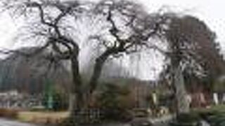 よみがえりの一本桜