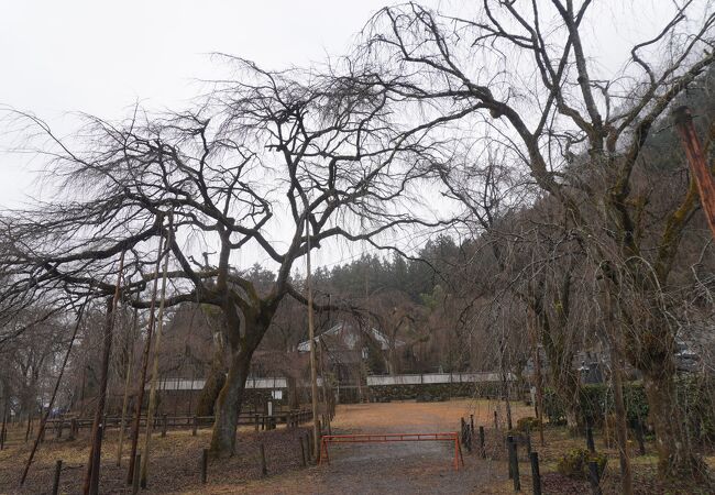 清雲寺のしだれ桜