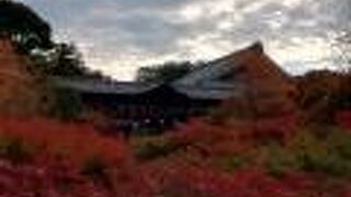 通天橋を望むもよし、通天橋から眺めるもよし