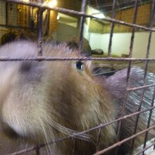 カピバラ　餌をあげることができます