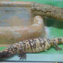 圏内最長寿のトカゲ