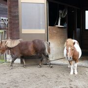 公園を散歩していると、ひとけのない動物園が