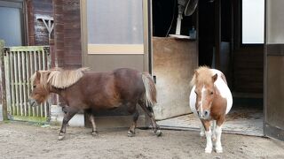 公園を散歩していると、ひとけのない動物園が