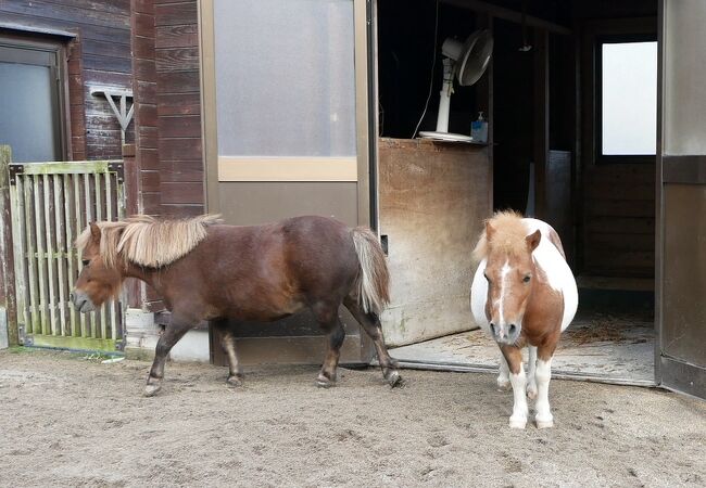 公園を散歩していると、ひとけのない動物園が