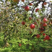 りんご園