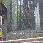 はじめての円山動物園で