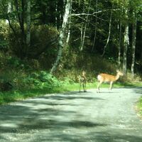 山道で野生のシカも出るのでご注意を！