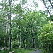 八千穂高原自然園の風景