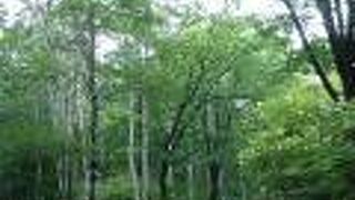 ウバユリが見られました。