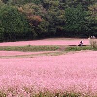 赤そばの里