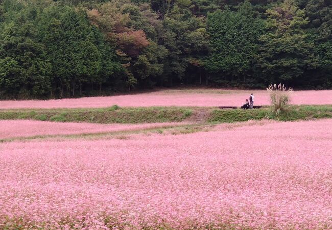 赤そばの里