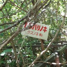 新宮蘭沢浮島植物群落(浮島の森)