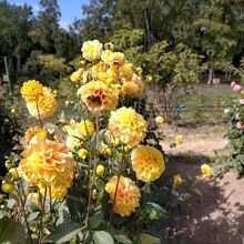 百合が原公園