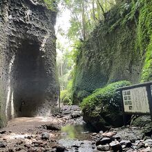 伊尾木洞シダ群落