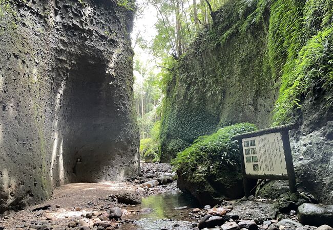 伊尾木洞シダ群落