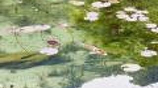 透明で綺麗な蓮池に沢山の錦鯉