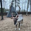 Santa Claus Reindeer