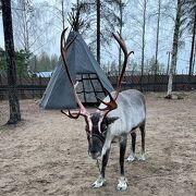 Santa Claus Reindeer 